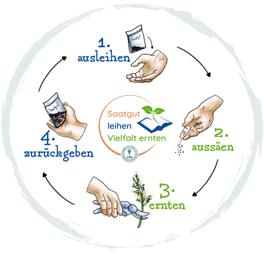 Projektkreislauf Saatgut-Bibliothek (c) VEN